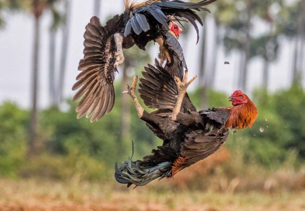 Cara Analisa Judi Sabung Ayam