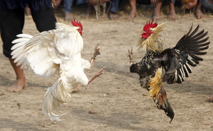 Agen Judi Sabung Ayam Terpercaya