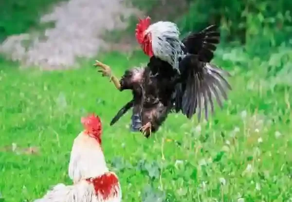 Cara Menentukan Ayam Favorit di Laga Sabung Ayam Online