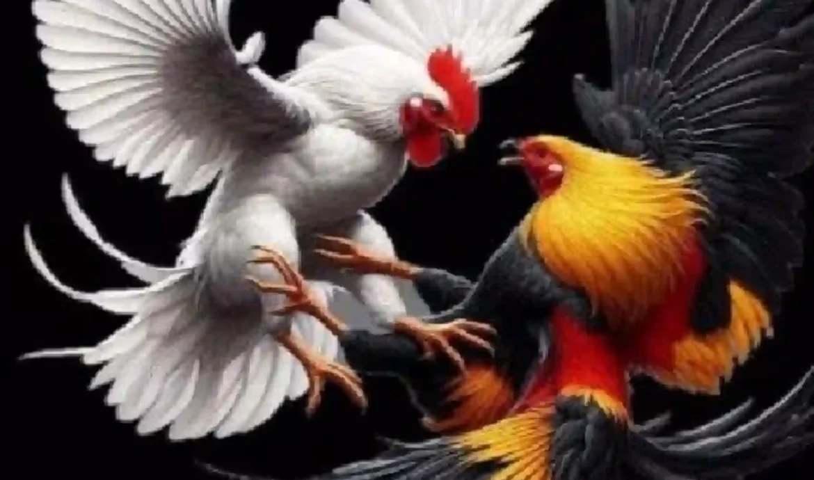 Wala Meron dan Etika Sabung Ayam Antara Hiburan, Tradisi, dan Kontroversi